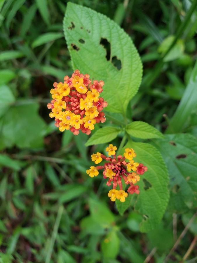 Las Pavitas Cottages La Fortuna المظهر الخارجي الصورة